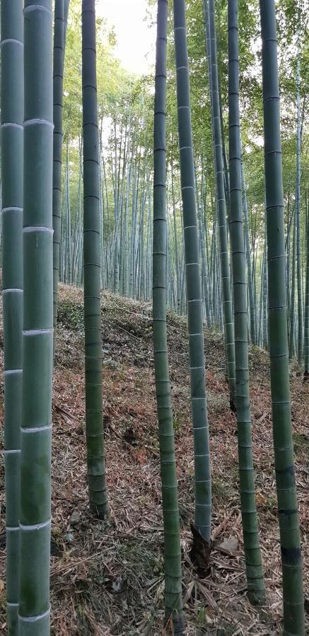 Deqing Moganshan Bamboo View Guesthouse מראה חיצוני תמונה